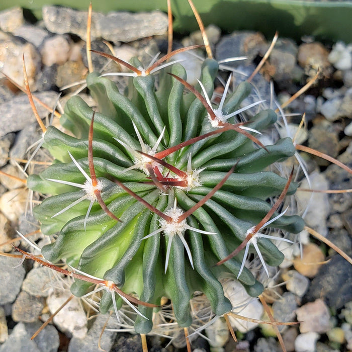 Top view of Echinofossulocactus crispatus cactus with pronounced ridges and curved spines, surrounded by small rocks and gravel.