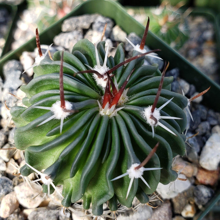 Close-up of Echinofossulocactus crispatus with wavy, ridged edges and dark red spines, growing among small rocks in a pot.