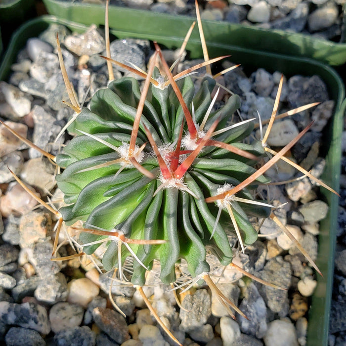 Top view of Echinofossulocactus crispatus in a container with small rocks, featuring long reddish-yellow spines.