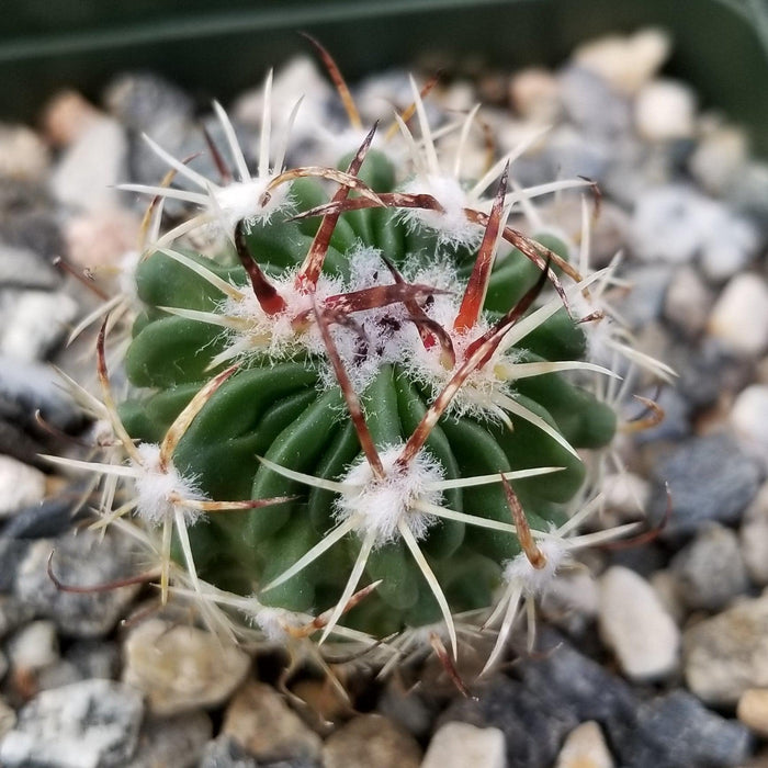 Close-up of Echinofossulocactus Hookerii, a green cactus with white fuzz and red-white spines among gray pebbles; easy-care plant.