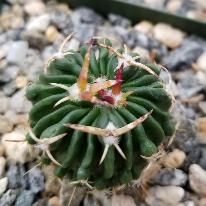 Close-up of Echinofossulocactus Hookerii, a small round green cactus with pronounced ribs and long reddish spines among rocks and gravel.