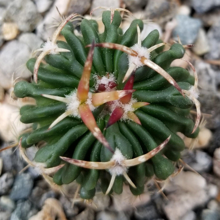 Top view of Echinofossulocactus Hookerii, a round green cactus with ridges, curved yellow-brown spines, and white fuzz in a pot on gravel.