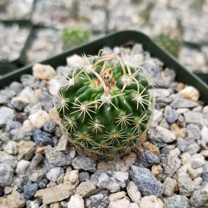 Angled view of Echinofossulocactus hookerii Brain Plant Cactus showcasing its round ribbed form and reddish spines among gray gravel