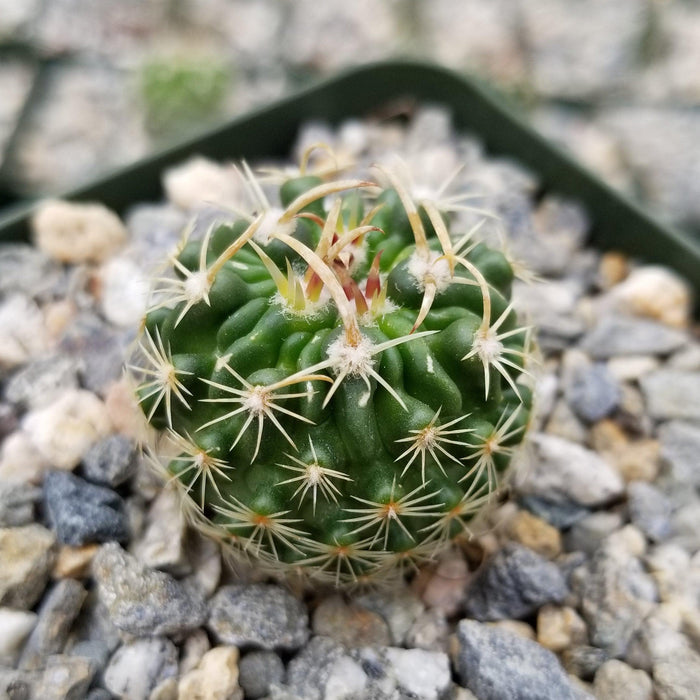 Echinofossulocactus Hookerii, a small green cactus with white-yellow spines, in pebbles. Easy-care potted plant stands out vividly.