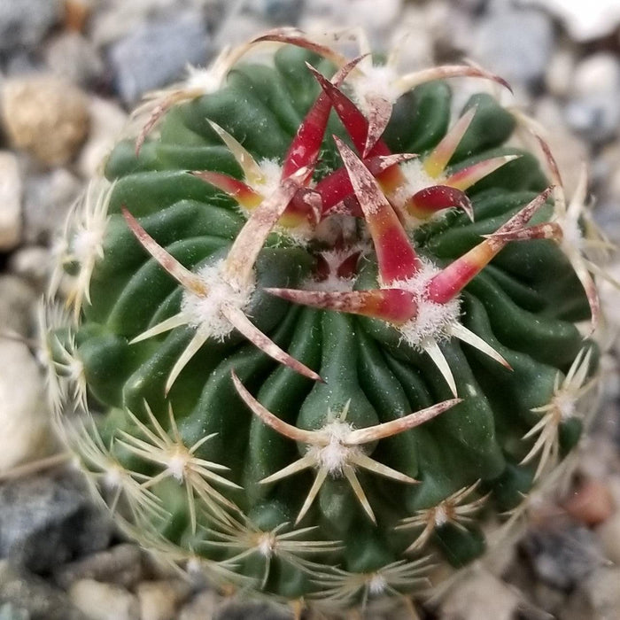 Close-up of an Echinofossulocactus Hookerii cactus with deep green ridges, red-tipped spines, and white and yellowish spines.