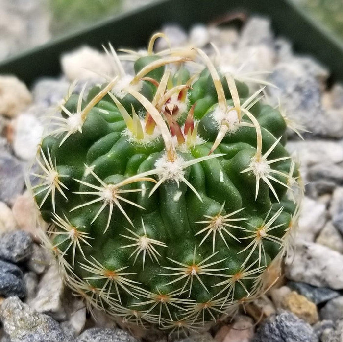 Close-up of Echinofossulocactus Hookerii, a round green cactus with ridges and white-yellow spines, shown among rocks and gravel in a pot.