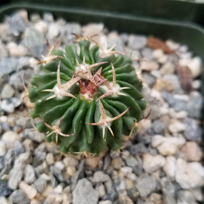 Echinofossulocactus Hookerii, a small green cactus with ridges and sharp brown spines, in a pot with gray and white gravel. Easy care.