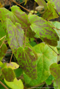 Epimedium x 'Domino', Domino Fairy Wings or Barrenwort