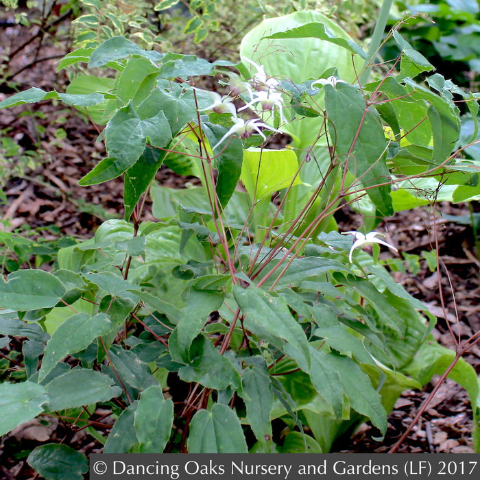Perennials ~ Epimedium 'Domino', Domino Fairy Wings or Barrenwort ~ Dancing Oaks Nursery and Gardens ~ Retail Nursery ~ Mail Order Nursery