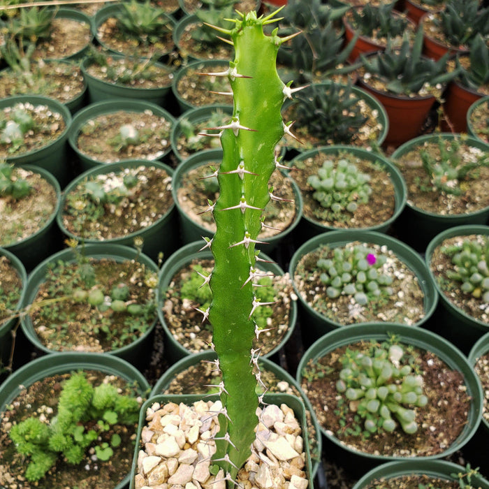 Close-up of Euphorbia grandidens showcasing its green spiny stem among potted succulents
