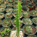 Close-up of Euphorbia grandidens showcasing its green spiny stem among potted succulents