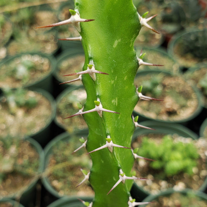Close-up of Euphorbia grandidens, highlighting its green stem with sharp white and brown spines, blurred potted plants in background.