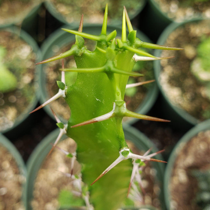 Close-up of Euphorbia grandidens, a unique cold-hardy succulent shrub with thick stems and textured green surface.