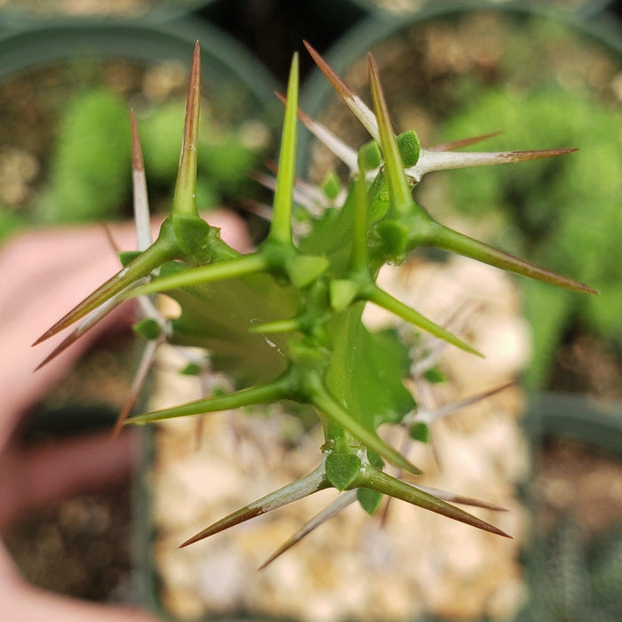 Close-up of Euphorbia grandidens stem showing sharp brown and white spines, with fingers and blurred plants in the background.