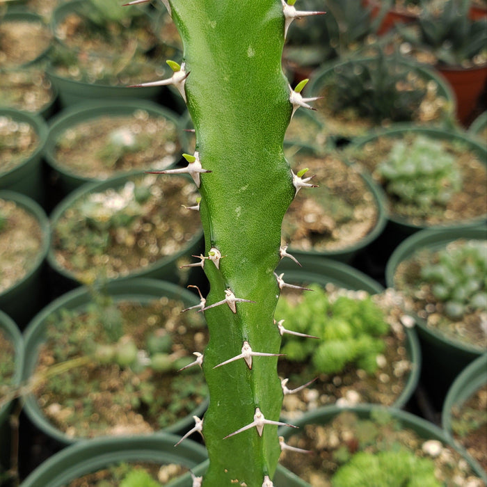 Close-up of a tall Euphorbia grandidens stem with sharp white spines, in a green pot among other small potted succulent shrubs.