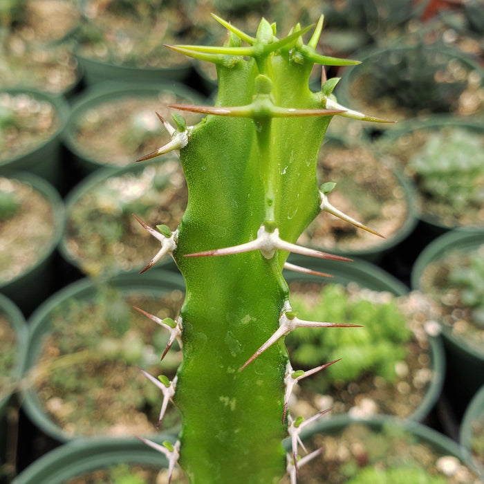 Close-up of Euphorbia grandidens, featuring its green, thorny stems with blurred pots and plants in the background.