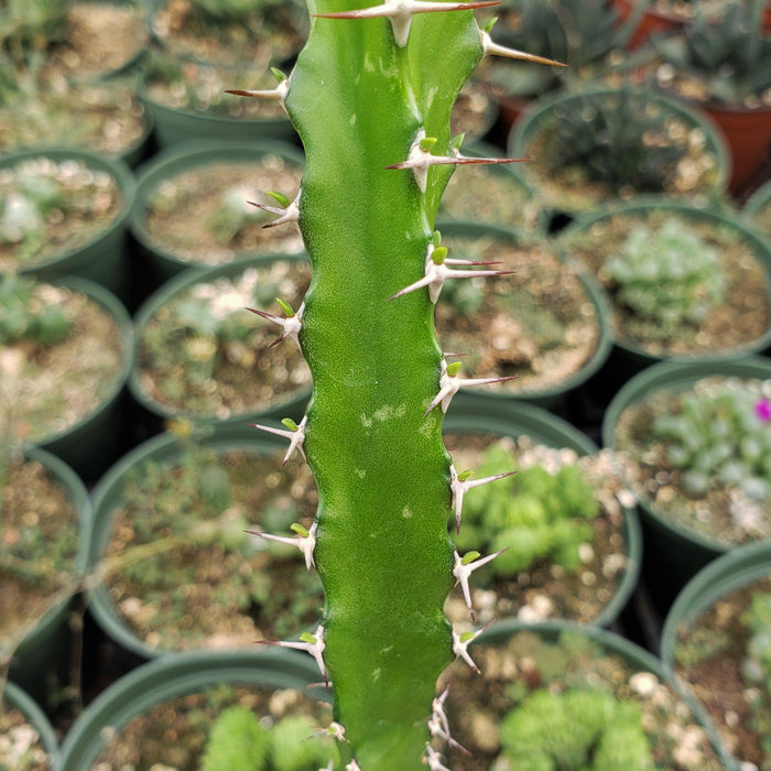 Close-up of a green cactus stem with sharp white spines, with blurred potted cacti and cold-hardy succulents in the background.
