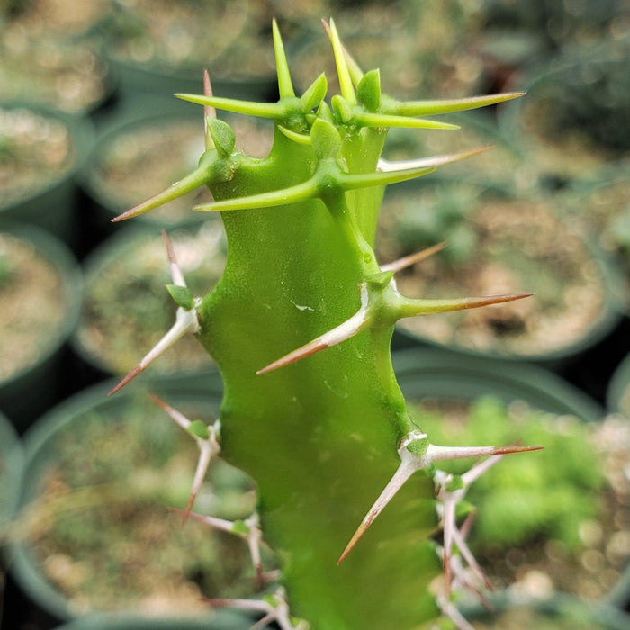 Close-up of a green Euphorbia grandidens succulent stem with long, sharp spines; blurred background shows potted plants and soil.