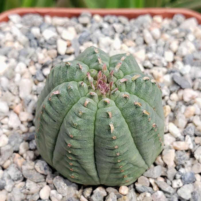 Close-up of Euphorbia Obesa Hybrid showcasing its ribbed basketball shape with a gravel background
