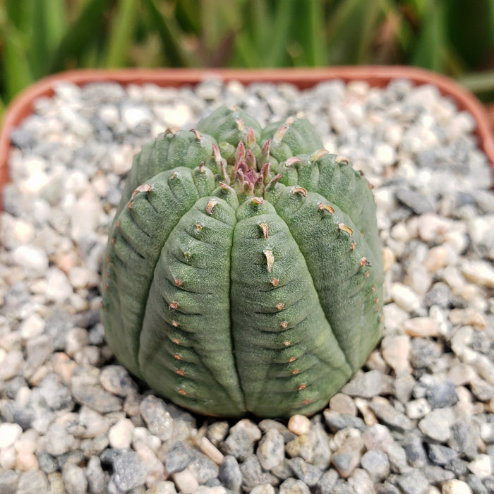 Euphorbia Obesa Hybrid, a round green succulent with vertical ridges and pinkish buds, displayed in a pot of white and gray pebbles.