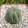 Euphorbia Obesa Hybrid, a round green succulent with vertical ridges and pinkish buds, displayed in a pot of white and gray pebbles.