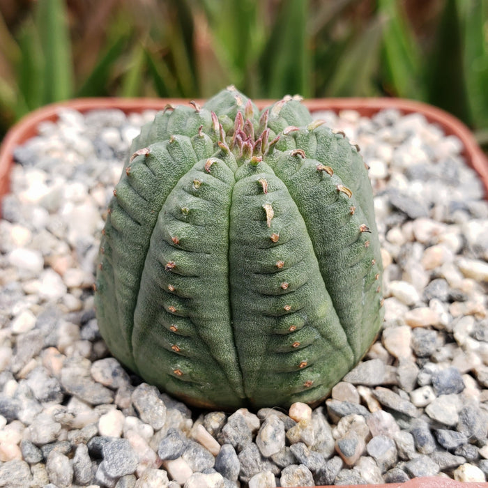 A round, green Euphorbia Obesa Hybrid succulent with ribbed sections sits in a square pot of light pebbles; greenery is blurred behind.