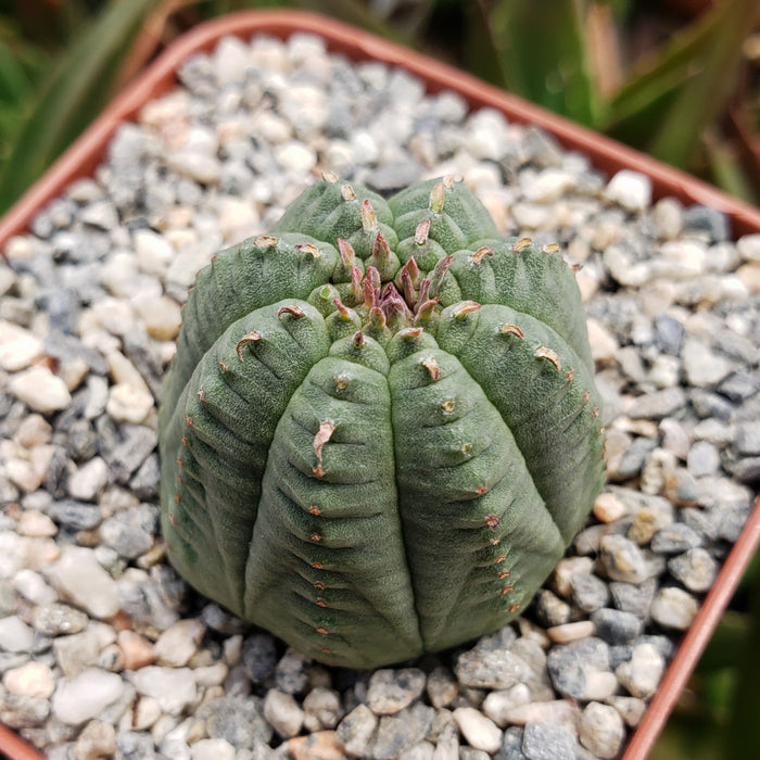 A round, green Euphorbia Obesa Hybrid with ribbed sections and bumps sits in a square pot with light-colored gravel.