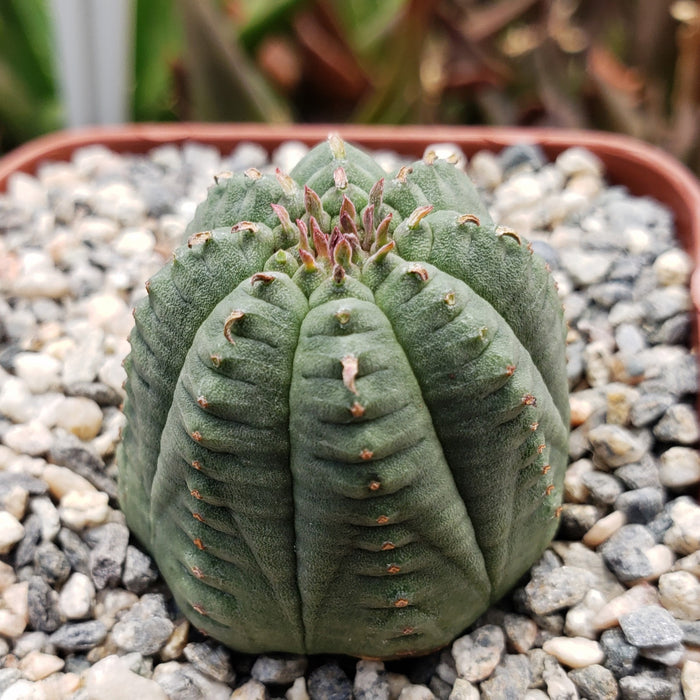 Round green Euphorbia Obesa Hybrid succulent, ribbed with subtle spines and pinkish new growth, sits in gravel. Known as basketball plant.