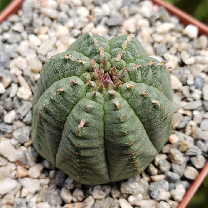 A Euphorbia Obesa Hybrid in a pot features a unique, rounded succulent shape, adding distinctive style to your home or office decor.