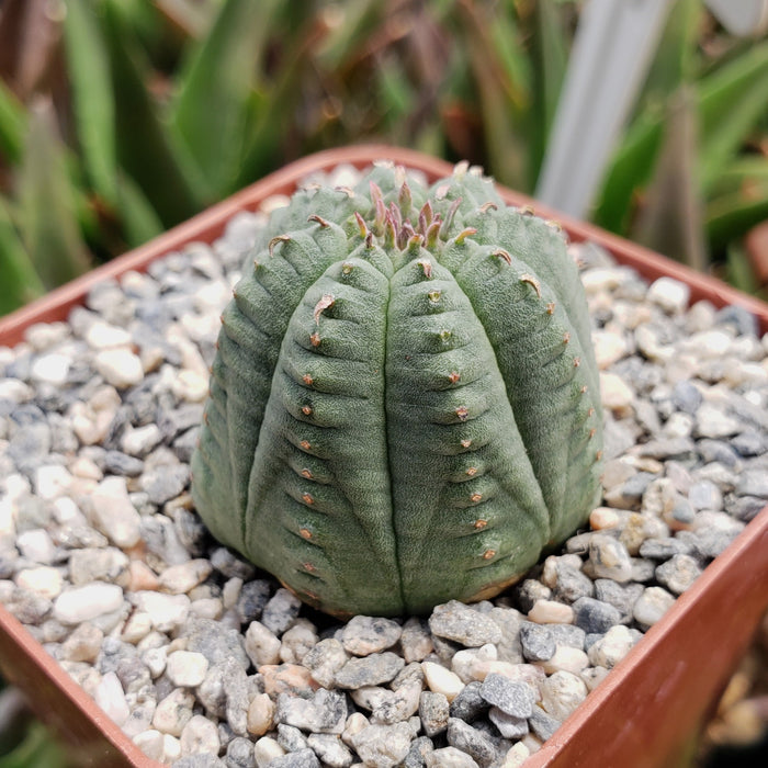 A round, green Euphorbia Obesa Hybrid succulent with ridges sits in a square pot of white pebbles; green leaves blur in the background.