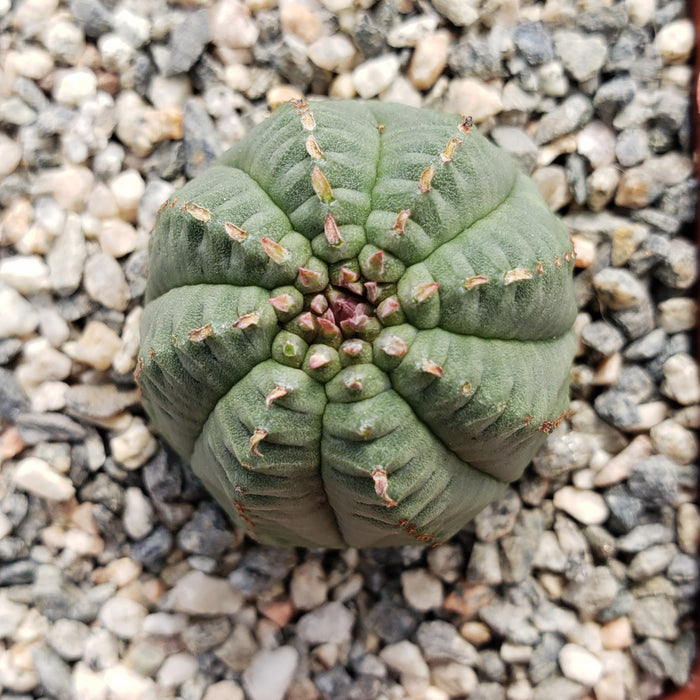 Top view of a Euphorbia Obesa Hybrid succulent, round with green ridges and small bumps, set in light-colored gravel.
