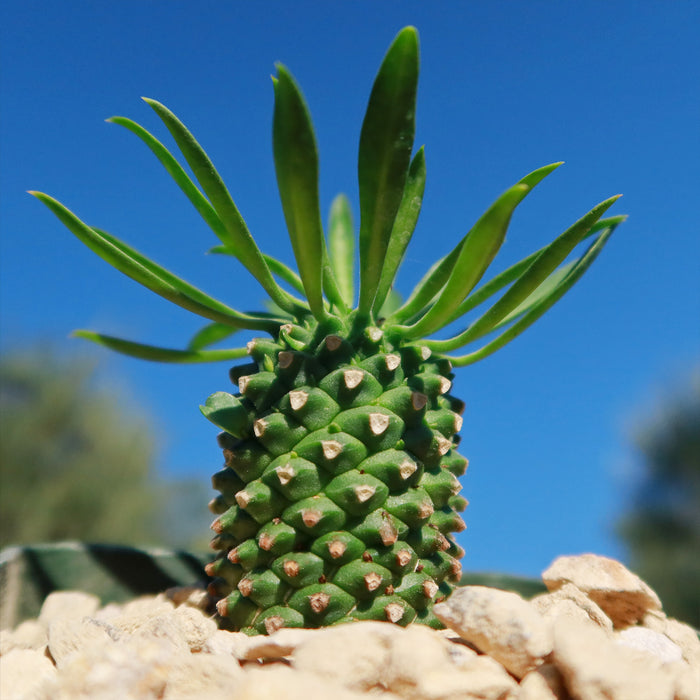 Front view of Euphorbia Sotetsu Kirin showcasing conical tubercles and long leaves with rocks and blue sky