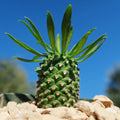 Front view of Euphorbia Sotetsu Kirin showcasing conical tubercles and long leaves with rocks and blue sky