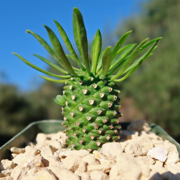 Euphorbia Sotetsu Kirin, a small green succulent with spiky leaves, sits on pale gravel with a blurred outdoor background and blue sky.