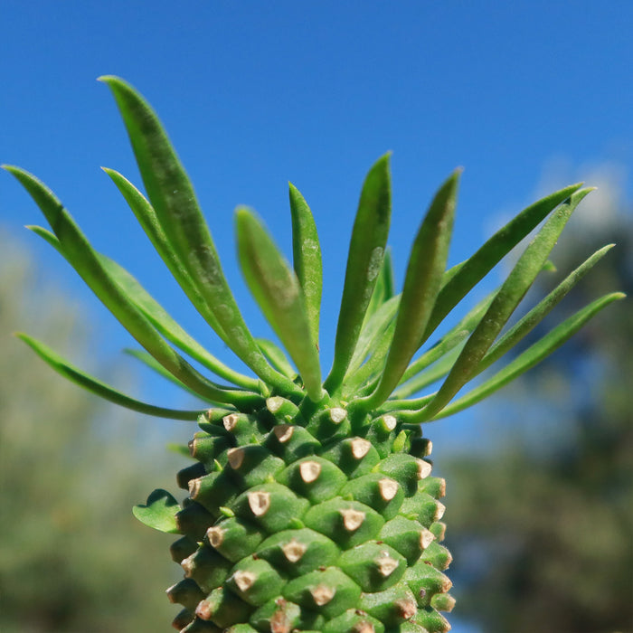 Close-up of Euphorbia Sotetsu Kirin, a green succulent with pointed leaves and textured stem, against a blue sky and blurred greenery.