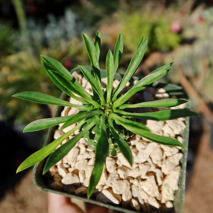 Top view of Euphorbia Sotetsu Kirin in a square pot with light gravel, long green leaves radiating outward, blurred plants behind.