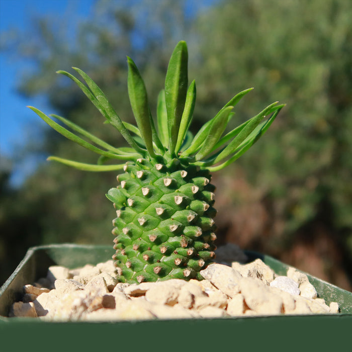 Euphorbia Sotetsu Kirin, a small green spiky Japanese hybrid with long leaves, grows in a pot of light rocks outdoors with sky and greenery.