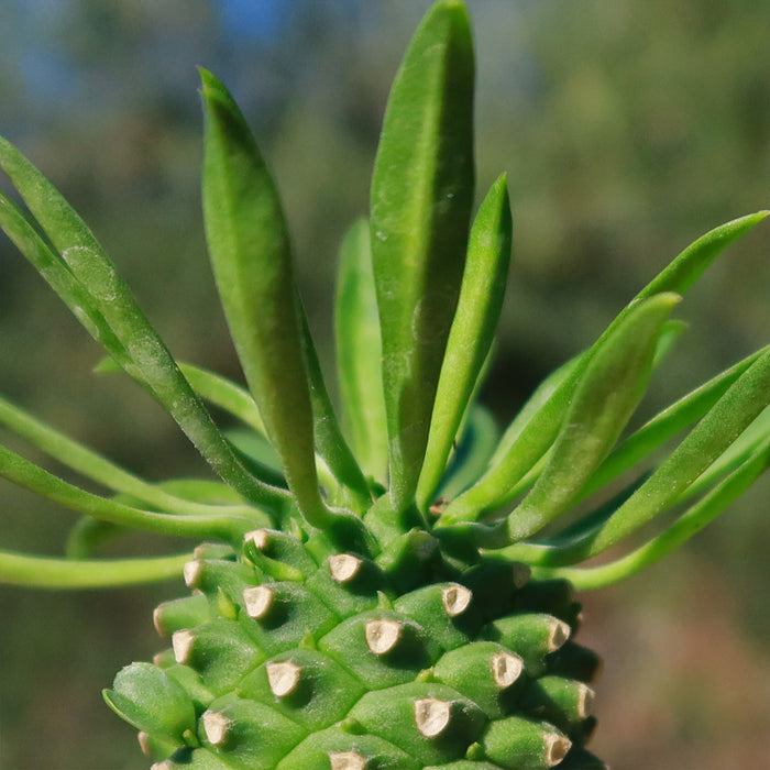 Close-up of Euphorbia Sotetsu Kirin, a Japanese hybrid succulent with pointed, spiky leaves against a soft outdoor backdrop.