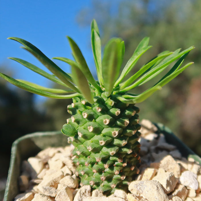 Euphorbia Sotetsu Kirin, a small green succulent with long, narrow leaves grows from white gravel, blue sky and greenery blurred behind.