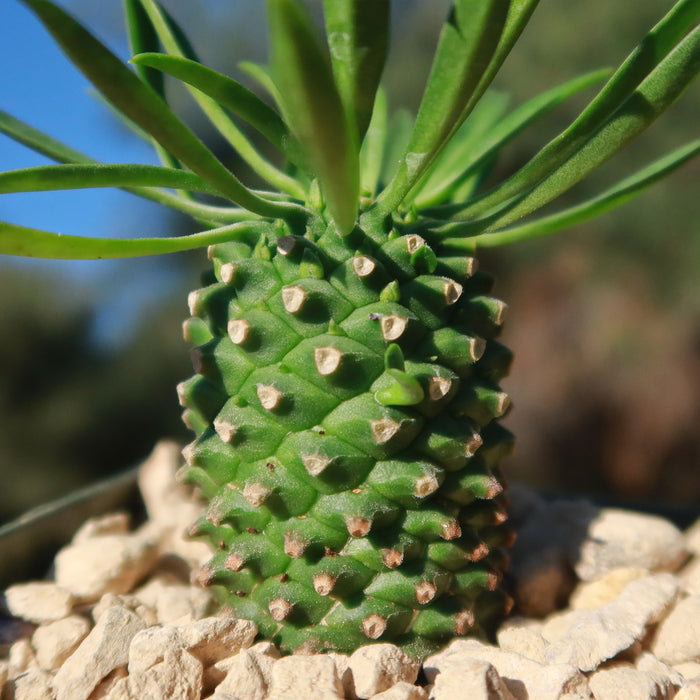 Close-up of Euphorbia Sotetsu Kirin succulent with green spiky leaves growing among light rocks, with greenery and blue sky blurred behind.