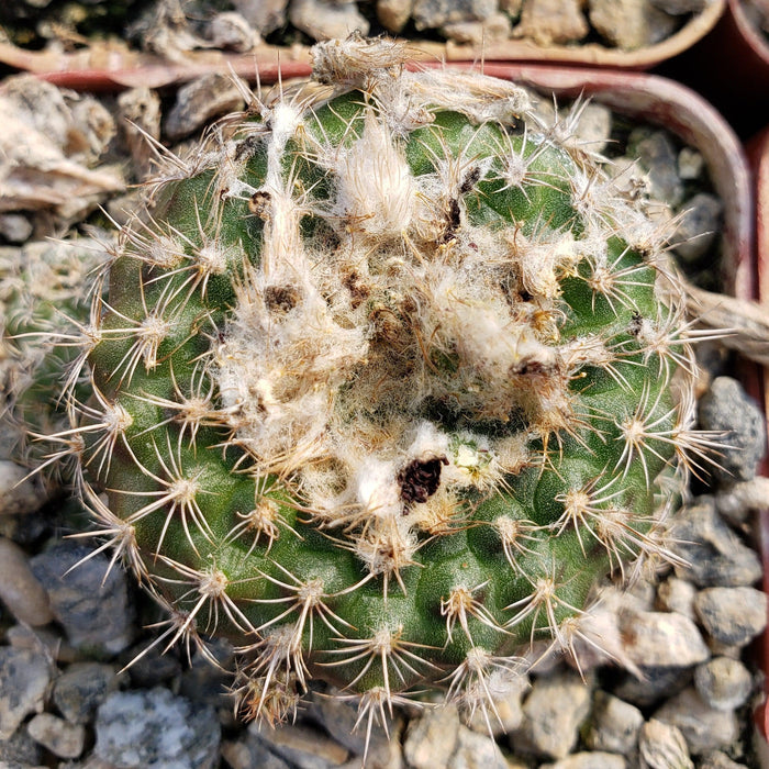 Close-up of Frailea grahliana cactus with sharp spines, showing white mold and brown decay in a rocky pot with gravel.