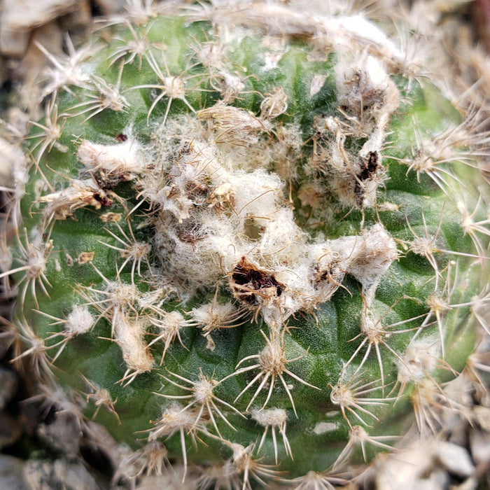 Close-up of Frailea grahliana cactus, round and green with white fuzzy patches and sharp spines, growing in rich, textured soil.