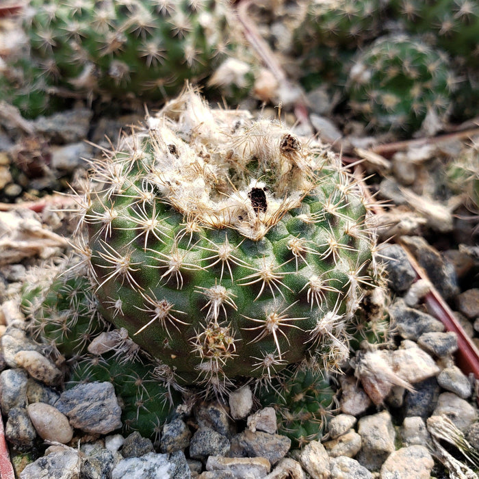 Close-up of Frailea grahliana cactus with white spines and a dried brown patch on top, growing in sunlight among rocks and other cacti.