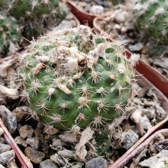 Frailea grahliana cactus with green stem, white patches, and pale spines in porous soil in a reddish-brown pot; others in background.