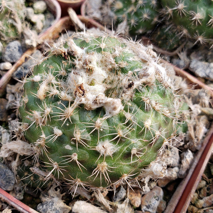 Close-up of a Frailea grahliana cactus in a small pot with white patches, thin brown spines, and some dried spots on its surface.