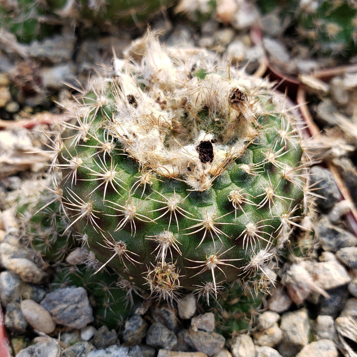 Frailea grahliana cactus with white spines and fluffy patches, shown close-up among rocks in sunlit, well-draining desert soil.