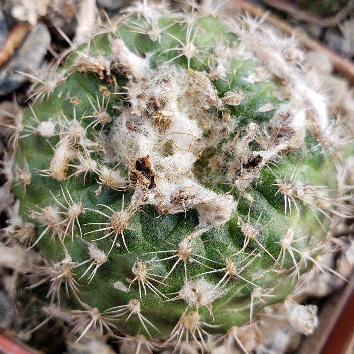 Close-up of a Frailea grahliana cactus, round and green with white tufts and spines, thriving in sun with some dried plant material on top.