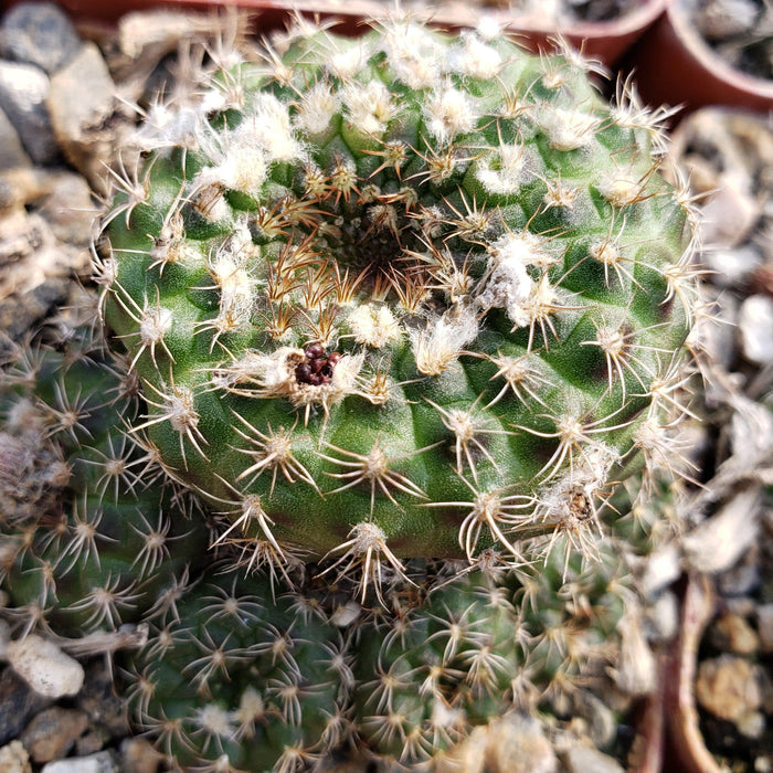 Close-up of Frailea grahliana cactus with white tufts and spines, nestled among rocks in porous soil, showing brown and white spots.