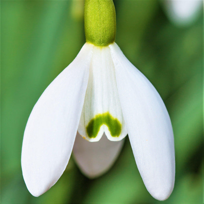 Snowy White Common Snowdrop Galanthus