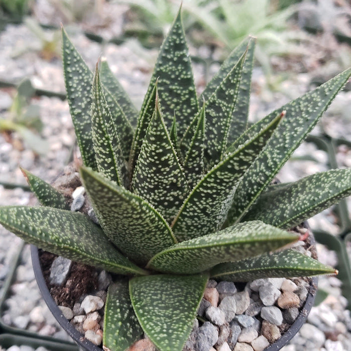 Close-up of Gasteria Flow showcasing thick triangle-shaped leaves in a rosette with gravel background